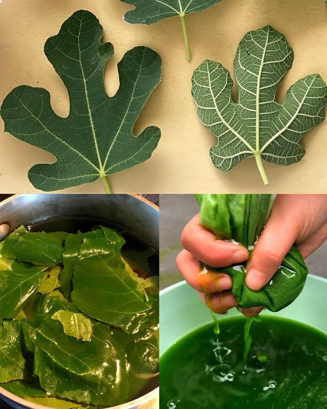 The Hidden Healing of Fig Leaves: Natural Support for Diabetes, Digestion, and More