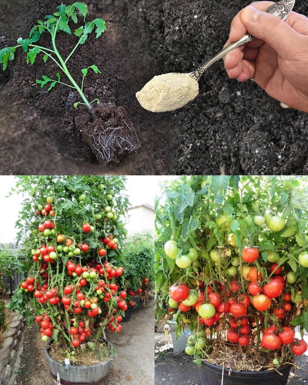 What to Put in the Planting Hole for a Healthy, Abundant Harvest