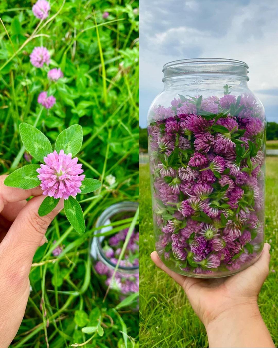 Red Clover: 15 Amazing Benefits and How to Use This Healing Herb